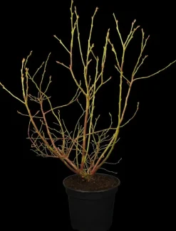 Vaccinium corymbosum 'Sunshine Blue' (Bosbes) fruitplant 50cm