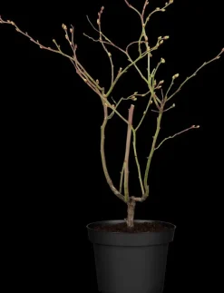 Vaccinium corymbosum 'Sunshine Blue' (Bosbes) fruitplant 50cm