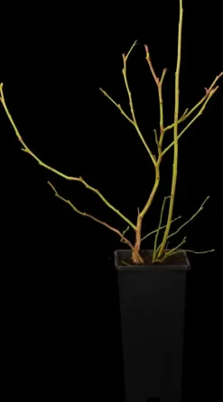Vaccinium corymbosum 'Sunshine Blue' (Bosbes) fruitplant 50cm