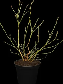 Vaccinium corymbosum 'Sunshine Blue' (Bosbes) fruitplant 50cm
