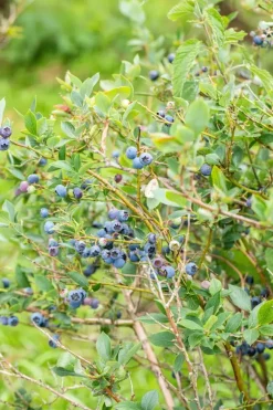 Vaccinium corymbosum 'Sunshine Blue' (Bosbes) fruitplant 50cm
