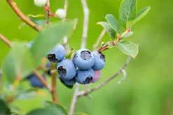 Vaccinium corymbosum 'Sunshine Blue' (Bosbes) fruitplant 50cm
