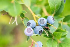 Vaccinium corymbosum 'Sunshine Blue' (Bosbes) fruitplant 50cm
