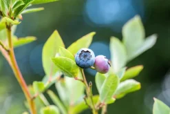 Vaccinium corymbosum 'Sunshine Blue' (Bosbes) fruitplant 50cm
