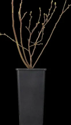 Vaccinium corymbosum 'Sunshine Blue' (Bosbes) fruitplant 50cm