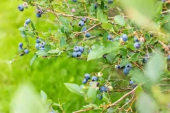 Vaccinium corymbosum 'Sunshine Blue' (Bosbes) fruitplant 50cm