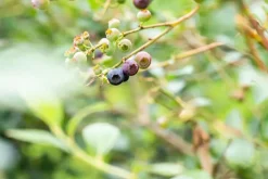 Vaccinium corymbosum 'Sunshine Blue' (Bosbes) fruitplant 50cm