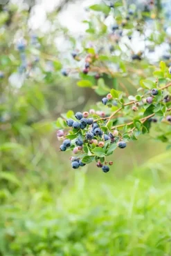 Vaccinium corymbosum 'Sunshine Blue' (Bosbes) fruitplant 50cm