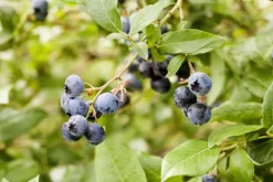 Vaccinium corymbosum 'Sunshine Blue' (Bosbes) fruitplant 50cm