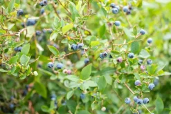 Vaccinium corymbosum 'Sunshine Blue' (Bosbes) fruitplant 50cm