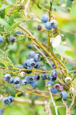 Vaccinium corymbosum 'Sunshine Blue' (Bosbes) fruitplant 50cm