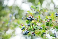 Vaccinium corymbosum 'Sunshine Blue' (Bosbes) fruitplant 50cm