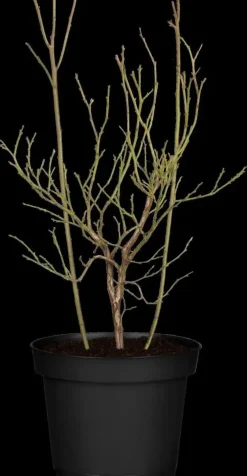 Vaccinium corymbosum 'Sunshine Blue' (Bosbes) fruitplant 50cm