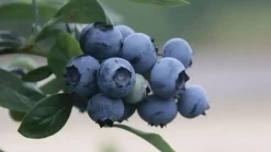 Vaccinium corymbosum 'Sunshine Blue' (Bosbes) fruitplant 50cm