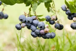 Vaccinium corymbosum 'Sunshine Blue' (Bosbes) fruitplant 50cm