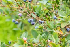 Vaccinium corymbosum 'Sunshine Blue' (Bosbes) fruitplant 50cm