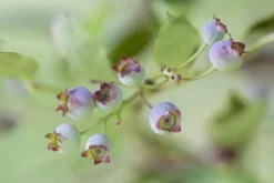 Vaccinium corymbosum 'Sunshine Blue' (Bosbes) fruitplant 50cm