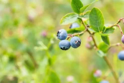 Vaccinium corymbosum 'Sunshine Blue' (Bosbes) fruitplant 50cm