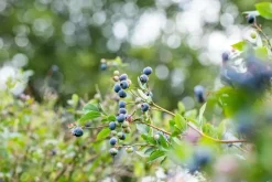Vaccinium corymbosum 'Sunshine Blue' (Bosbes) fruitplant 50cm