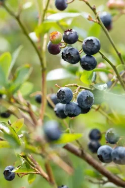 Vaccinium corymbosum 'Sunshine Blue' (Bosbes) fruitplant 50cm