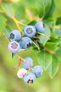 Vaccinium corymbosum 'Sunshine Blue' (Bosbes) fruitplant 50cm