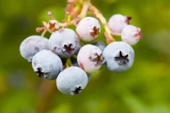 Vaccinium corymbosum 'Sunshine Blue' (Bosbes) fruitplant 50cm
