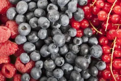 Vaccinium corymbosum 'Sunshine Blue' (Bosbes) fruitplant 50cm