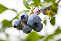 Vaccinium corymbosum 'Sunshine Blue' (Bosbes) fruitplant 50cm