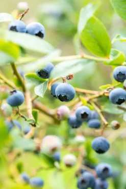 Vaccinium corymbosum 'Sunshine Blue' (Bosbes) fruitplant 50cm