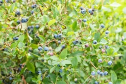 Vaccinium corymbosum 'Sunshine Blue' (Bosbes) fruitplant 50cm
