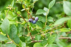 Vaccinium corymbosum 'Sunshine Blue' (Bosbes) fruitplant 50cm