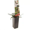 Vaccinium macrocarpon (Bosbes) fruitplant 40cm