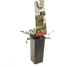 Vaccinium macrocarpon (Bosbes) fruitplant 40cm