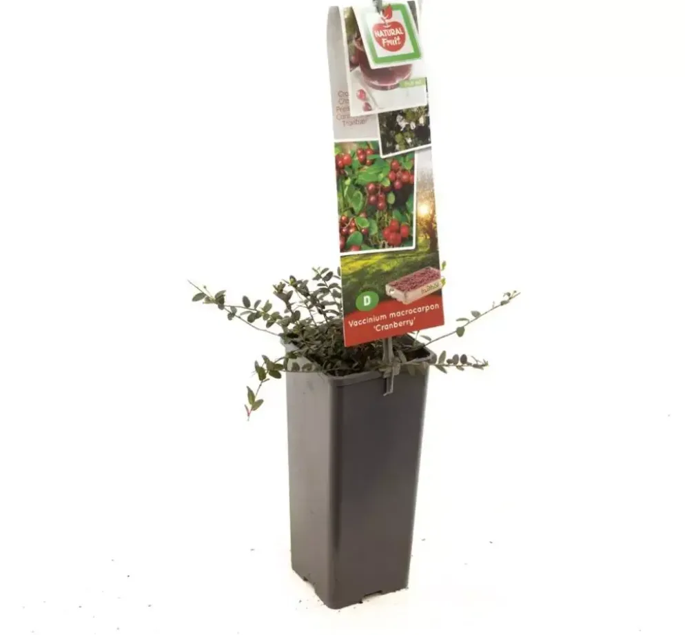 Vaccinium macrocarpon (Bosbes) fruitplant 40cm
