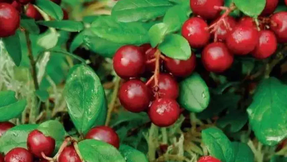 Vaccinium macrocarpon (Bosbes) fruitplant 40cm