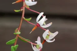 Vaccinium macrocarpon (Bosbes) fruitplant 40cm