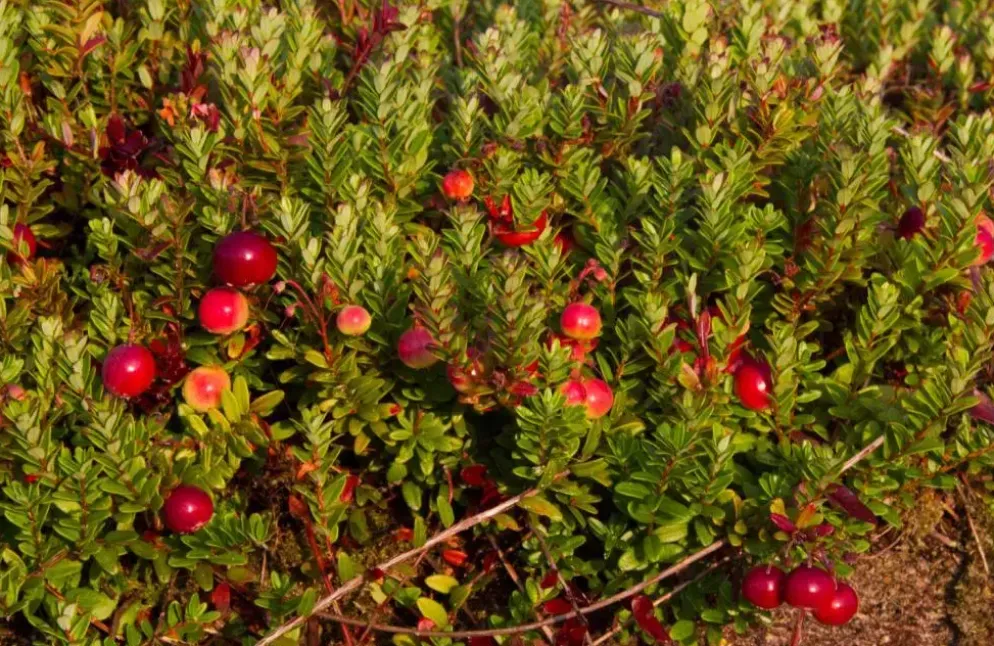 Vaccinium macrocarpon (Bosbes) fruitplant 40cm