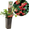 Vaccinium vitis idaea 'Miss Cherry' (Bosbes) fruitplant 40cm