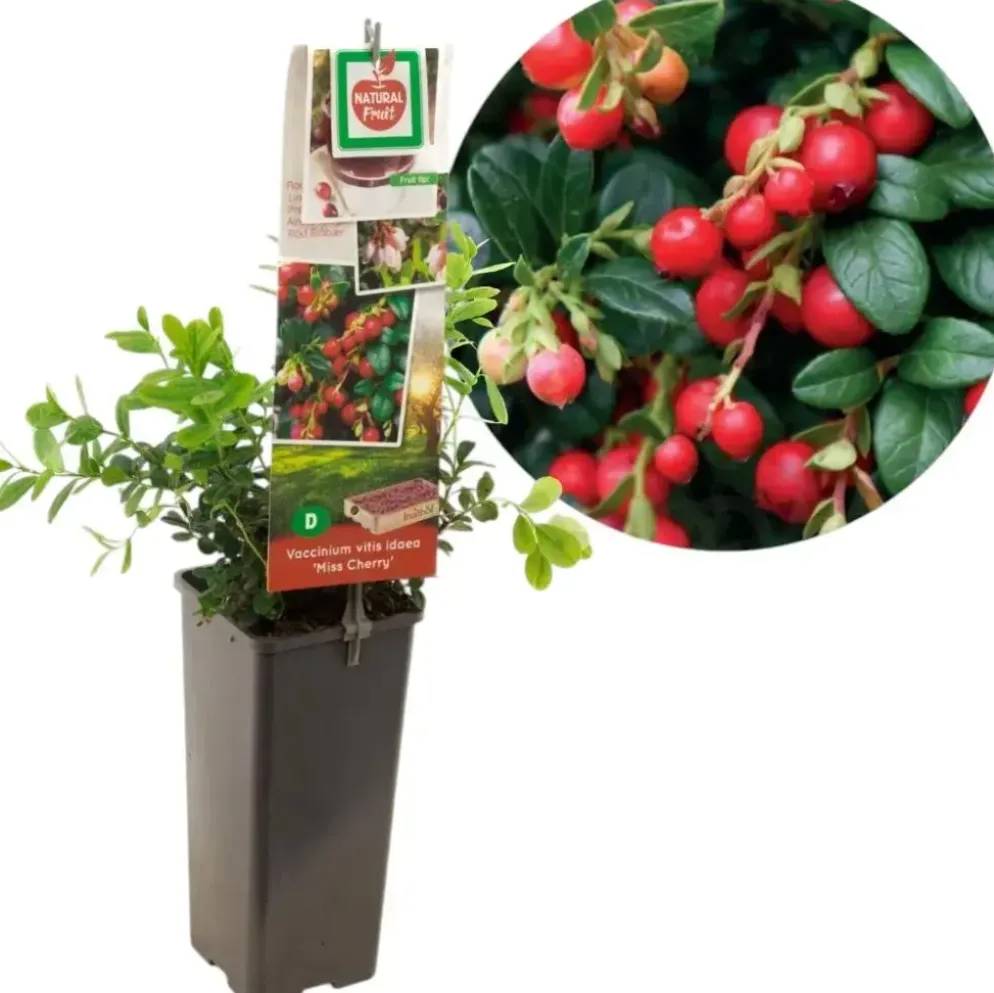 Vaccinium vitis idaea 'Miss Cherry' (Bosbes) fruitplant 40cm