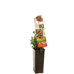 Vaccinium vitis idaea 'Miss Cherry' (Bosbes) fruitplant 40cm
