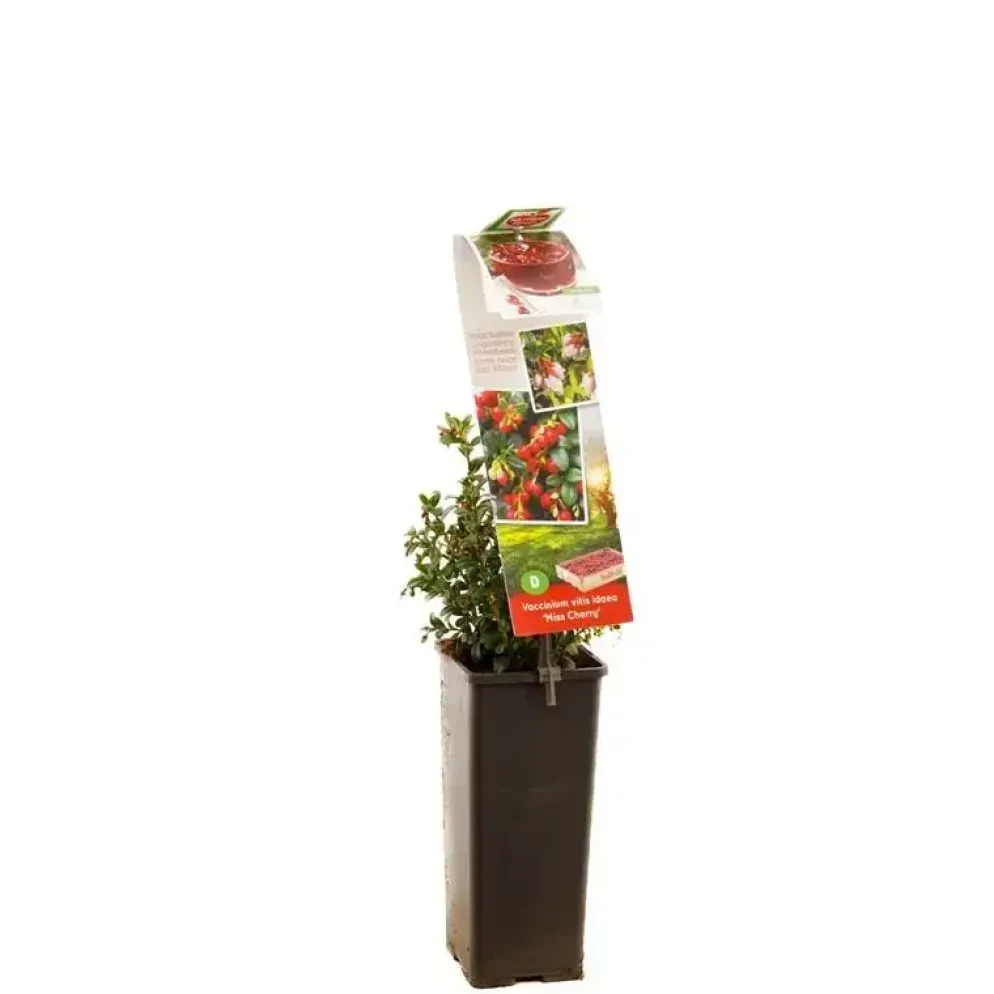 Vaccinium vitis idaea 'Miss Cherry' (Bosbes) fruitplant 40cm