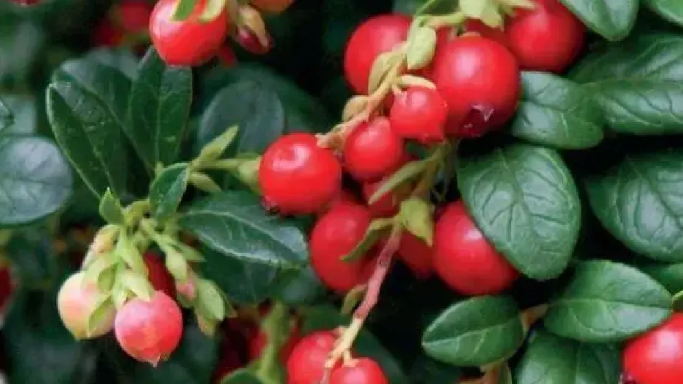 Vaccinium vitis idaea 'Miss Cherry' (Bosbes) fruitplant 40cm