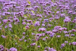 Verbena bonariensis (IJzerhard)