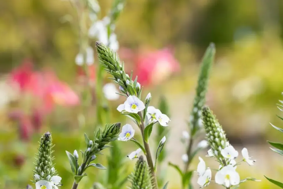 Veronica gentianoides (Ereprijs)