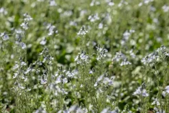 Veronica gentianoides (Ereprijs)