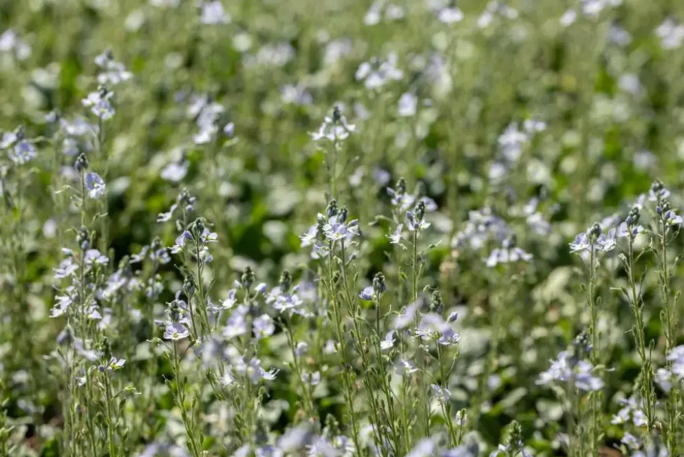 Veronica gentianoides (Ereprijs)