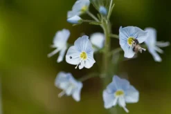 Veronica gentianoides (Ereprijs)
