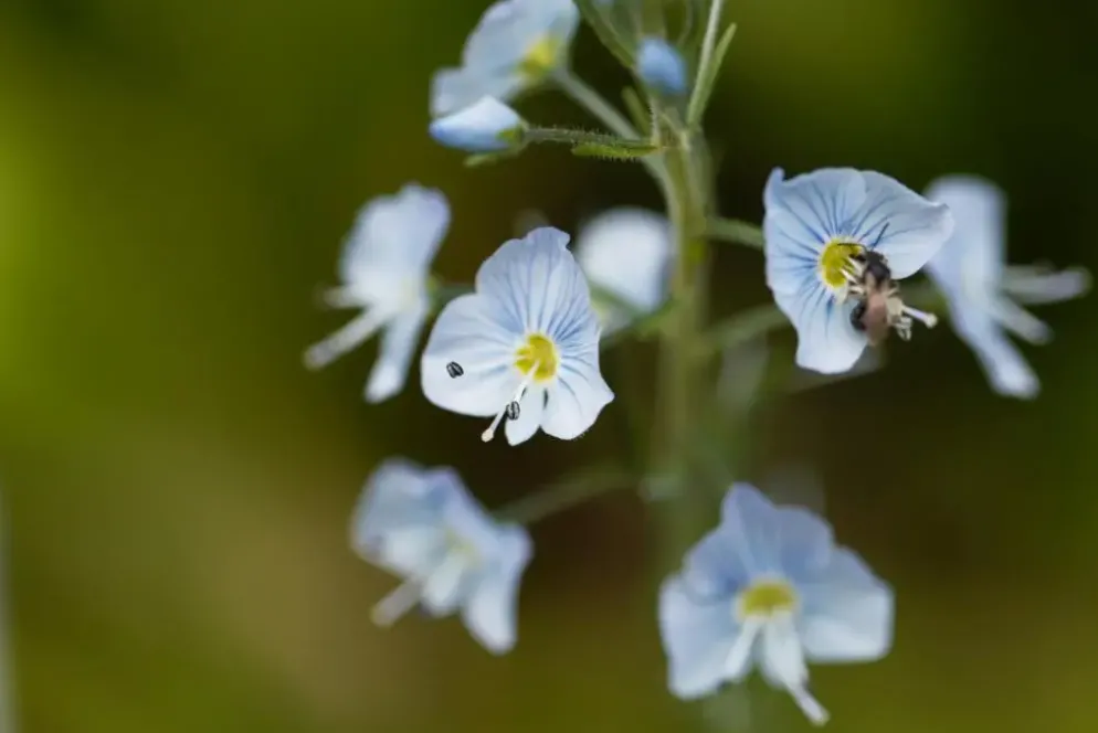 Veronica gentianoides (Ereprijs)