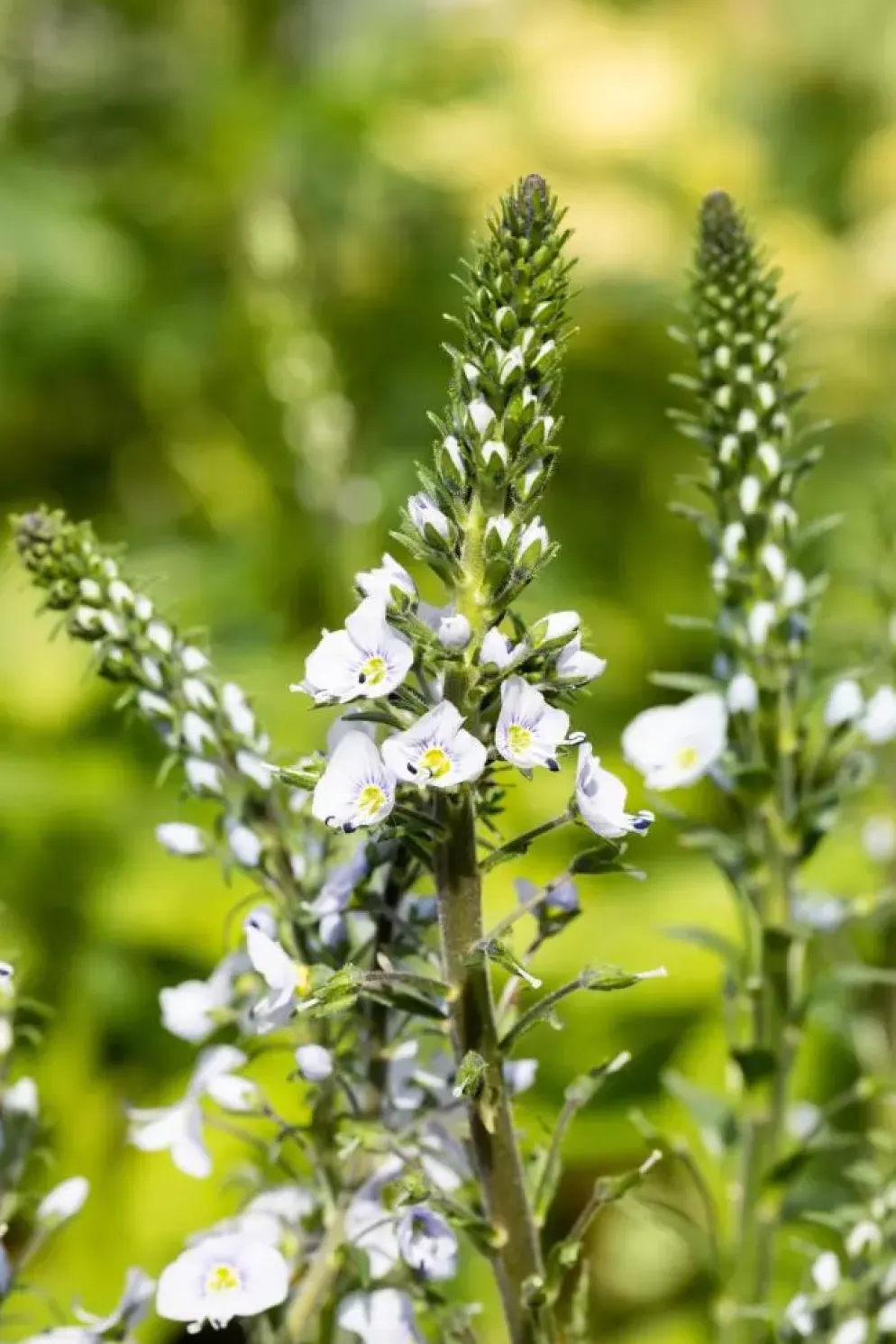 Veronica gentianoides (Ereprijs)