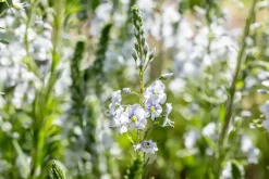 Veronica gentianoides (Ereprijs)